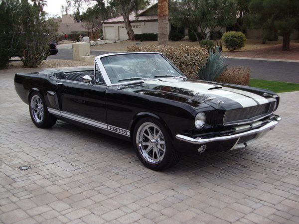 SHELBY PALM 1
